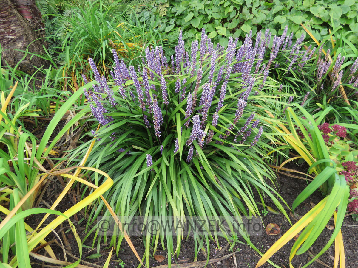 Liriope muscarii  004.JPG